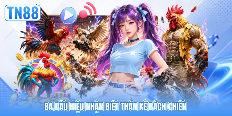 Ba dấu hiệu nhận biết thần kê bách chiến